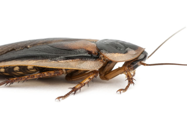 Name a Cockroach After Your Ex and Watch it Get Eaten