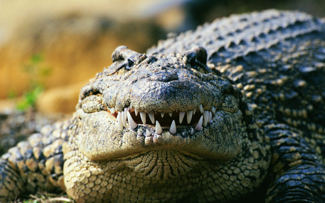 Customer finds 7-foot gator inside Florida post office