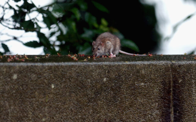Pest Control Company Orkin Releases List of ‘Rattiest Cities’