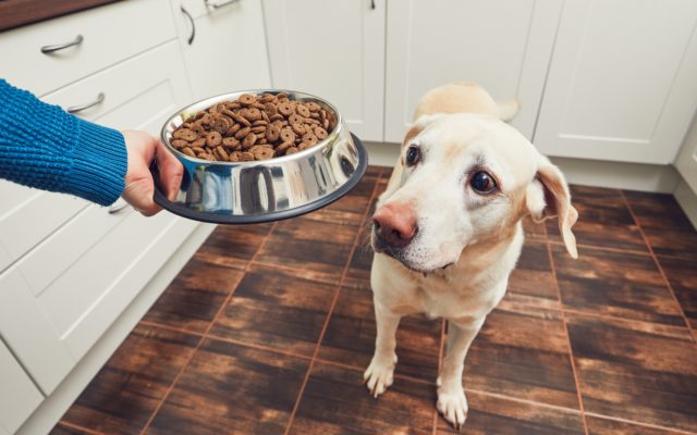 Nationwide Dog Food Recall For Potentially Life-Threatening Consequences, Here’s All The Facts