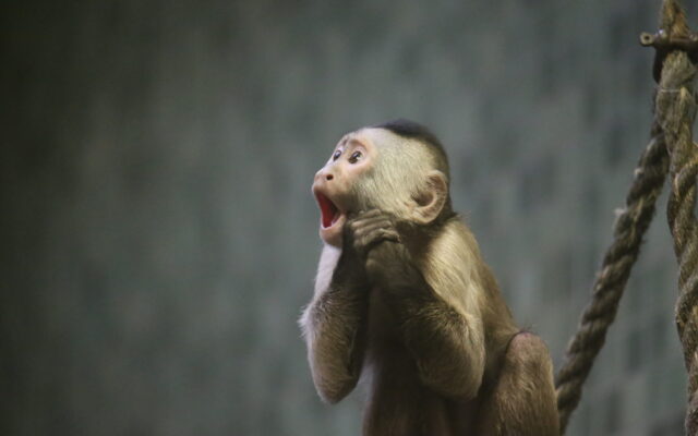Zoo Hires Marvin Gaye Impersonator To Help Monkeys “Get It On”