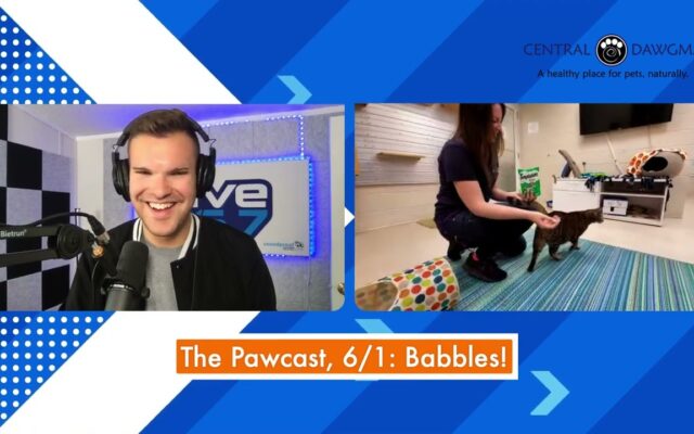 The Pawcast 6/1 – Babbles!