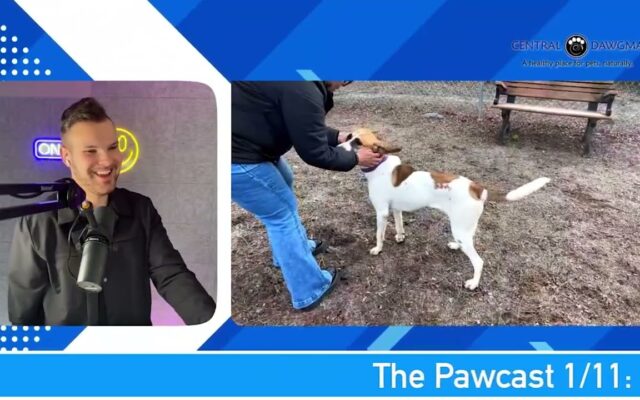 The Pawcast 1/11: Holly 🐶
