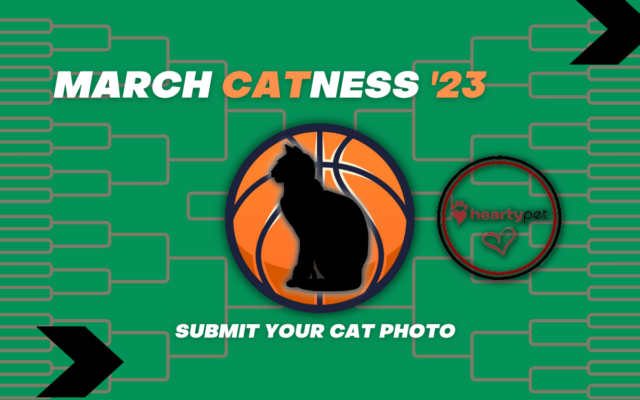 March Catness 2023 Contest Rules