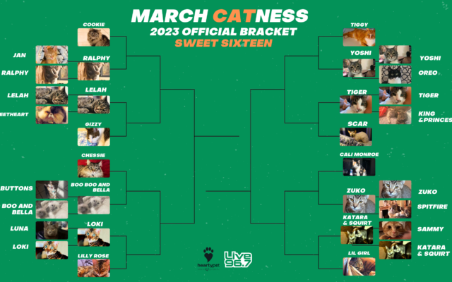 March Catness Sweet 16 Voting is LIVE!
